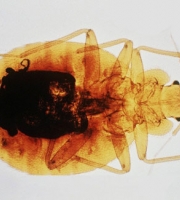 clear-bed-bug-with-blood